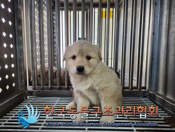 종료(안락사) 믹스…